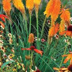 Kniphofia uvaria 'Mango Popsicle'