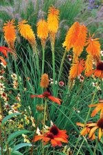 Kniphofia uvaria 'Mango Popsicle'