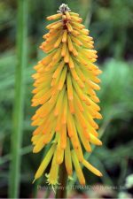 Kniphofia uvaria 'Mango Popsicle' - Image 2