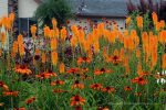 Kniphofia uvaria 'Mango Popsicle' - Image 3