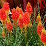 Kniphofia uvaria 'Papaya Popsicle'
