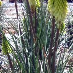 Kniphofia uvaria 'Pineapple Popsicle'