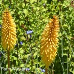 Kniphofia uvaria 'Shining Sceptre'