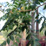 Koelreuteria paniculata