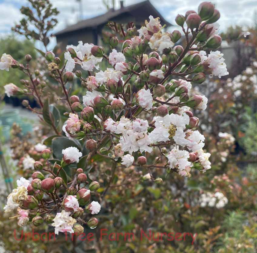 Lagerstroemia-Barista-Like-a-Latte-a Lagerstroemia 'Barista Like a Latte' - Image 1