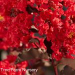 Lagerstroemia 'Black Diamond Best Red'