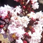 Lagerstroemia 'Black Diamond Blush'