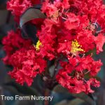 Lagerstroemia 'Black Diamond Crimson Red'