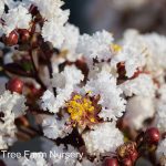 Lagerstroemia 'Black Diamond Pure White'