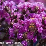 Lagerstroemia 'Black Diamond Purely Purple'