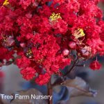 Lagerstroemia 'Black Diamond Red Hot'