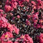 Lagerstroemia 'Black Diamond Shell Pink'