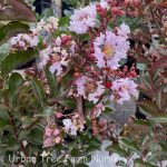 Lagerstroemia 'Burgundy Cotton'