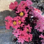 Lagerstroemia 'Center Stage Coral'