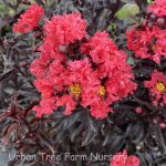 Lagerstroemia 'Center Stage Red'