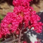 Lagerstroemia 'Delta Flame'