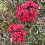 Lagerstroemia 'Emerald Empire Garnet Queen'