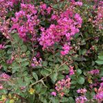 Lagerstroemia 'Infinitini Brite Pink'