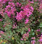 Lagerstroemia 'Infinitini Brite Pink'