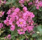 Lagerstroemia 'Infinitini Brite Pink' - Image 2
