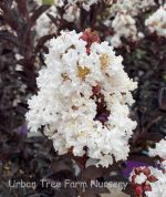 Lagerstroemia 'Lunar Magic'