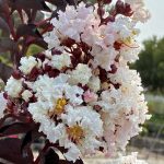Lagerstroemia 'Moonlight Magic' STD