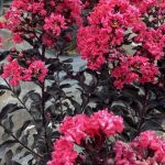 Lagerstroemia 'Moonlight Magic'