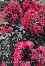 Lagerstroemia 'Moonlight Magic'