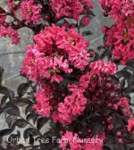 Lagerstroemia 'Moonlight Magic' - Image 2