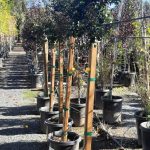 Lagerstroemia 'Plum Magic' STD