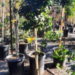 Lagerstroemia 'Purple Magic' STD