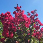Lagerstroemia 'Ruffled Red Magic'