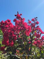 Lagerstroemia 'Ruffled Red Magic'
