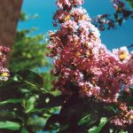 Lagerstroemia indica 'Biloxi'