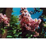 Lagerstroemia indica 'Biloxi' STD