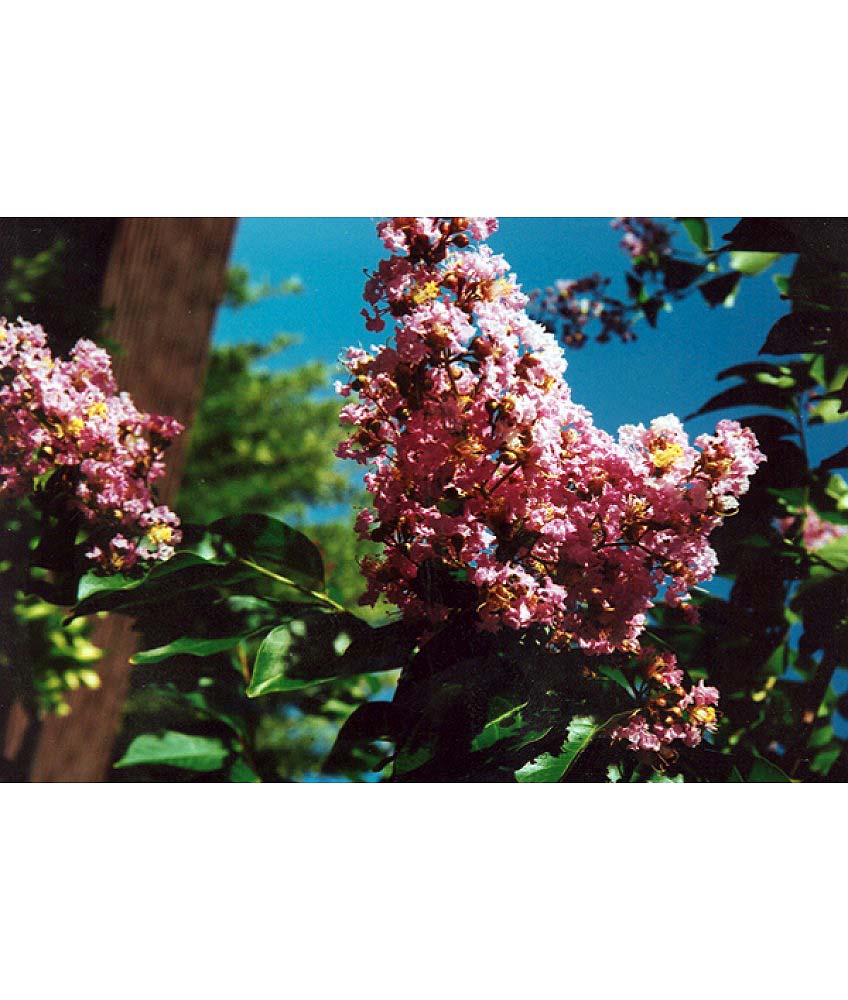 Lagerstroemia-indica-Biloxi-STD-a Lagerstroemia indica 'Biloxi' STD - Image 1