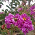 Lagerstroemia indica 'Catawba'