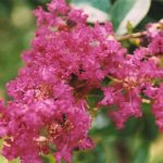 Lagerstroemia indica 'Cherokee'