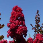 Lagerstroemia indica 'Dynamite'