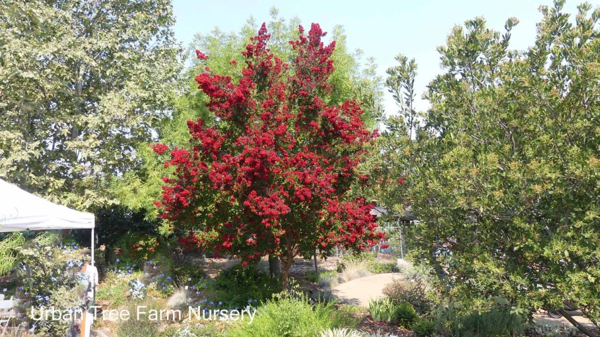 Lagerstroemia indica Dynamite b