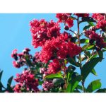 Lagerstroemia indica 'Red Rocket' STD