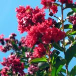 Lagerstroemia indica 'Red Rocket'