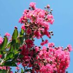Lagerstroemia indica 'Tuscarora'