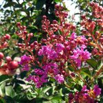 Lagerstroemia indica 'Twilight'
