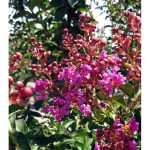 Lagerstroemia indica 'Twilight' STD