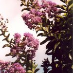 Lagerstroemia indica 'Zuni'