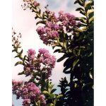 Lagerstroemia indica 'Zuni' STD