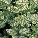 Lamiastrum galeobdolon 'Herman's Pride'