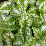 Lamiastrum galeobdolon 'Variegata'