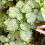 Lamium maculatum 'Beacon Silver'